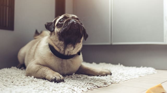 Pugs deals barking funny