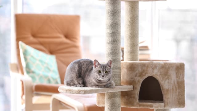Cat Tree Mansion From Costco Is Pure Cat Luxury Parade Pets