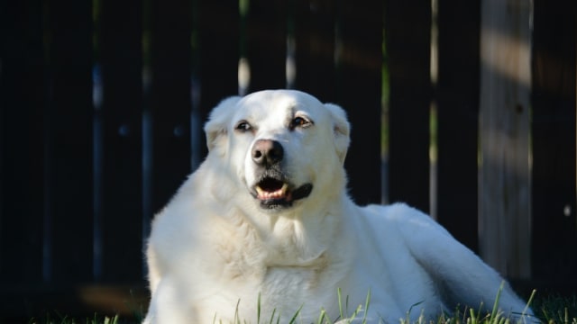Great pyrenees discount and water