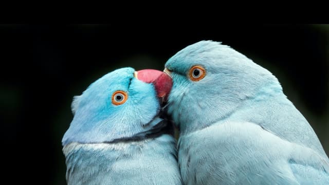 Fancy parakeet 2025