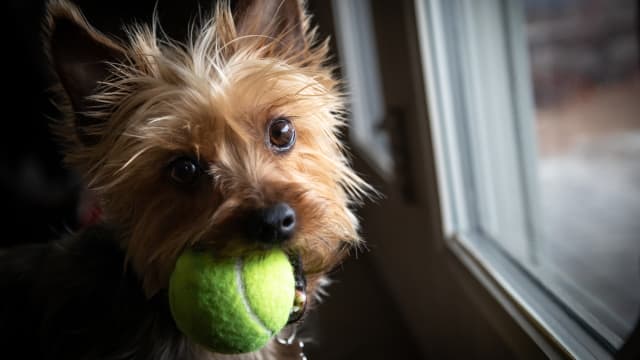 3 sales pound yorkie