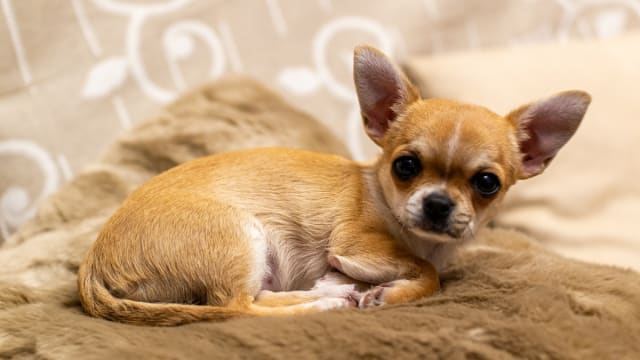 Chihuahua sales coyote vest