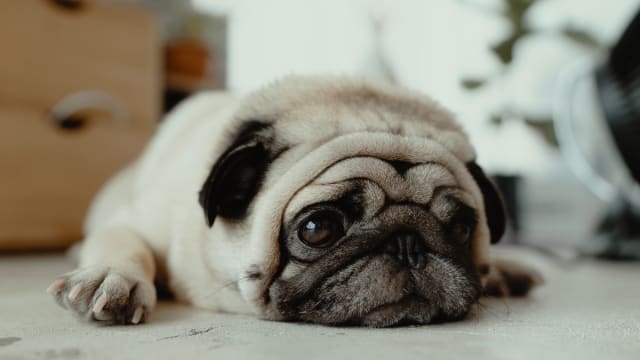Pugs boots outlet