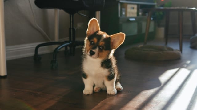 Baby corgi costume new arrivals
