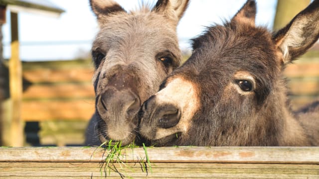 Cute donkey videos on sale