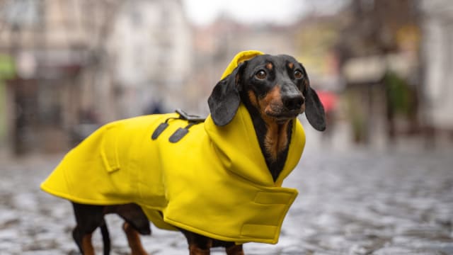 California Pit Bull Wears Makeshift Outerwear to Manage the Rain