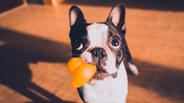 Boston terrier and kids discount