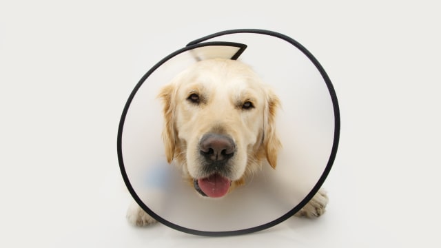 The collar of shame 2025