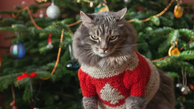 Cat in christmas sweater shop