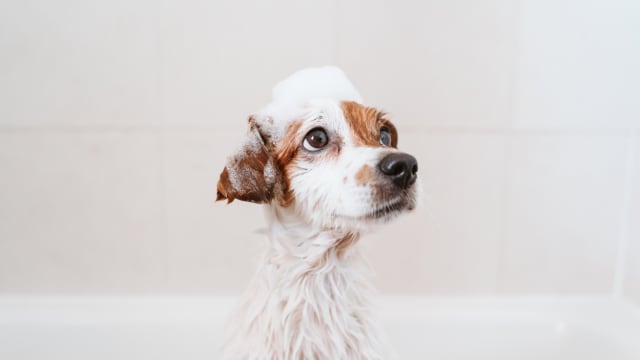 Dog breath mints diy sales