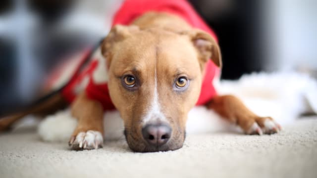 Dog themed sweaters online