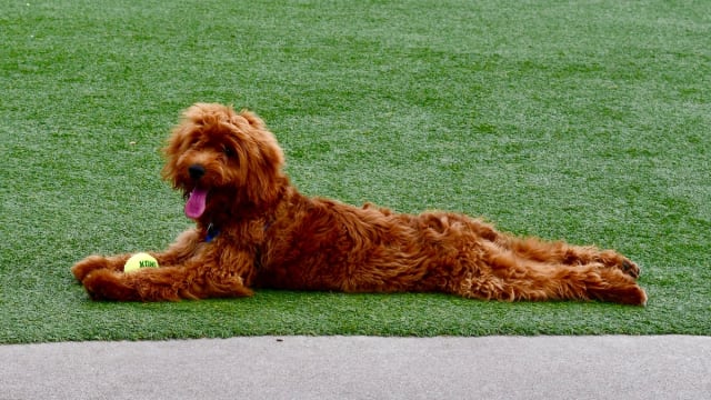 Golden best sale retriever doodle