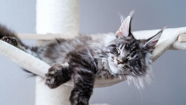 Hungry Maine Coon Kitten Throws Cutest Toddler Style Tantrum to