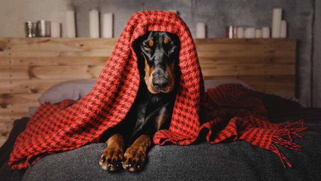 Doberman store protects baby