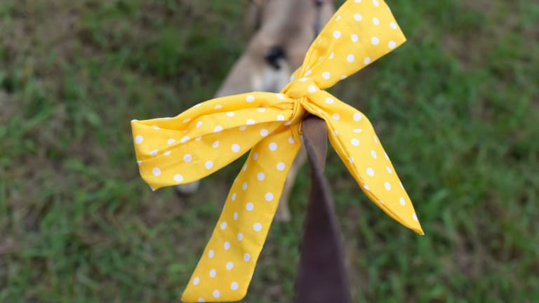 Dog collar ribbon 2025