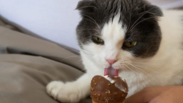 Can cats sales have cinnamon milk