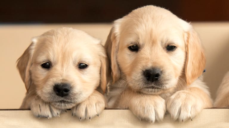 Cute small breeds sale