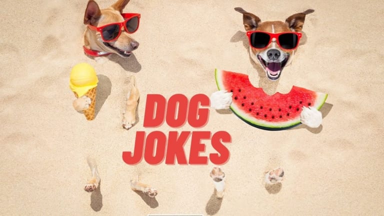 75 Funny Dog Jokes To Make You Howl Parade Pets