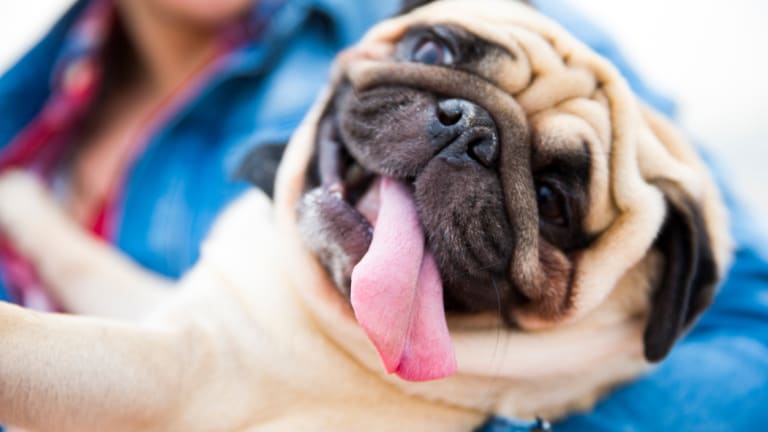 Pugs that dont shed hotsell
