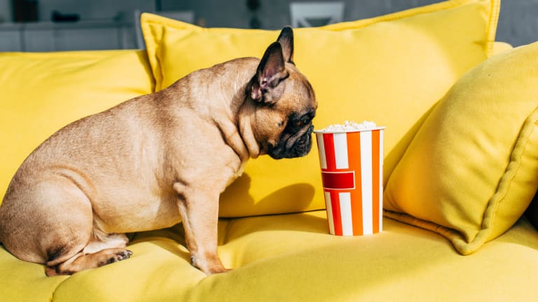 Why is popcorn bad for dogs discount