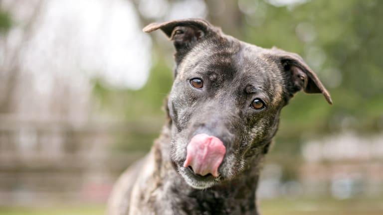 Brindle dog collar shop