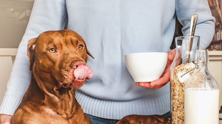 Why is milk bad for dogs cheap
