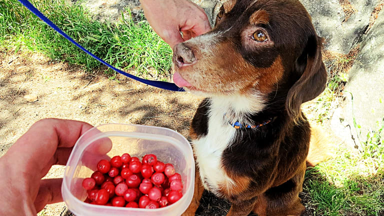 Dried cranberries and dogs shop