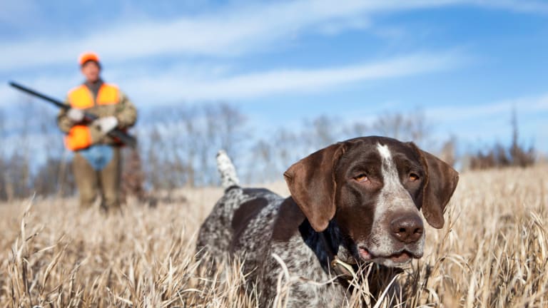 German shorthaired 2024 pointer hunting