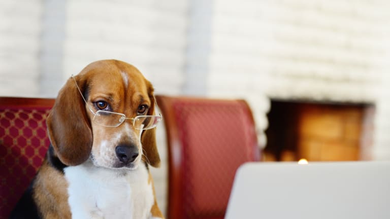 Smartest dog breed according to veterinarians outlet