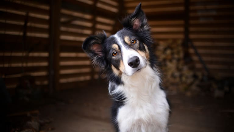 Worst dogs to own sale