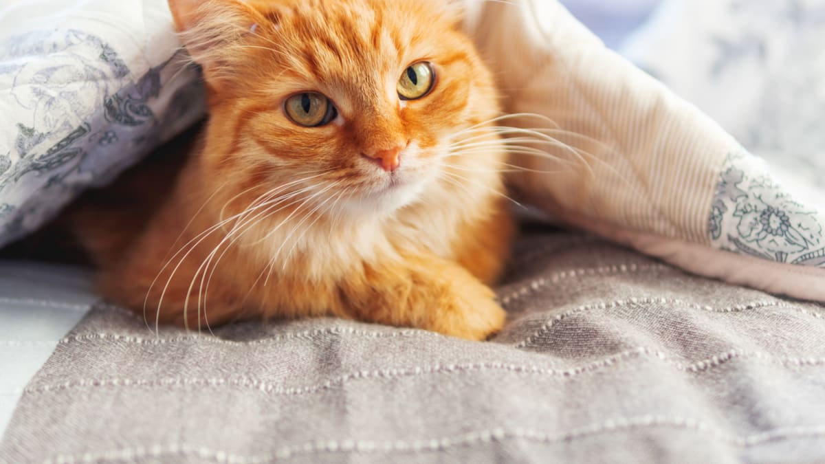 Orange cat hot sale cute