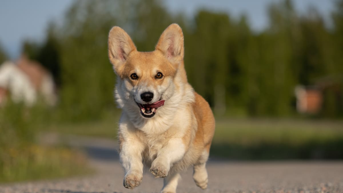 How fast do corgis run sales