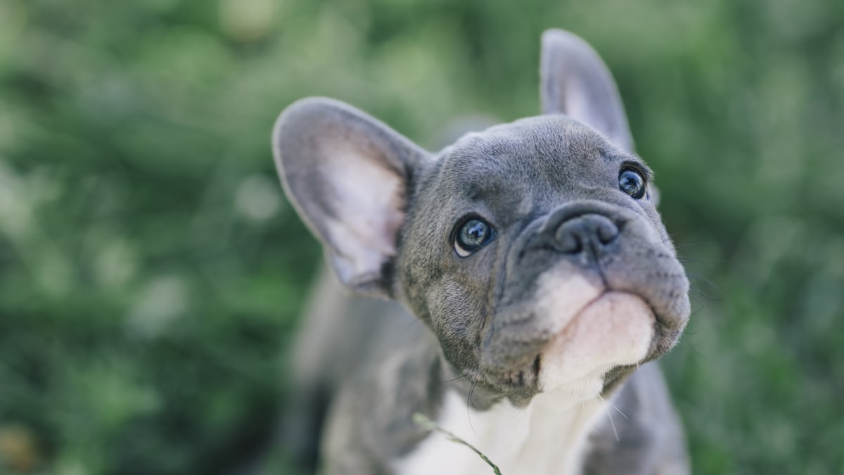 French bulldog funny bark top