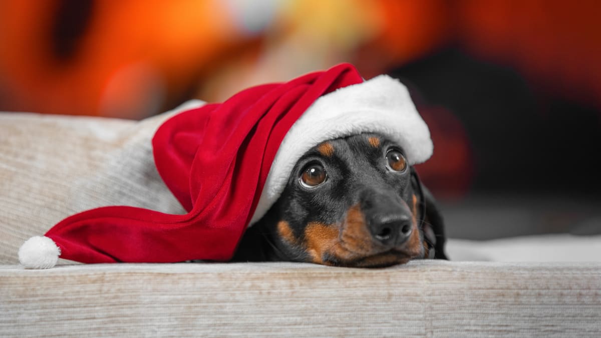 Santa dachshund sales