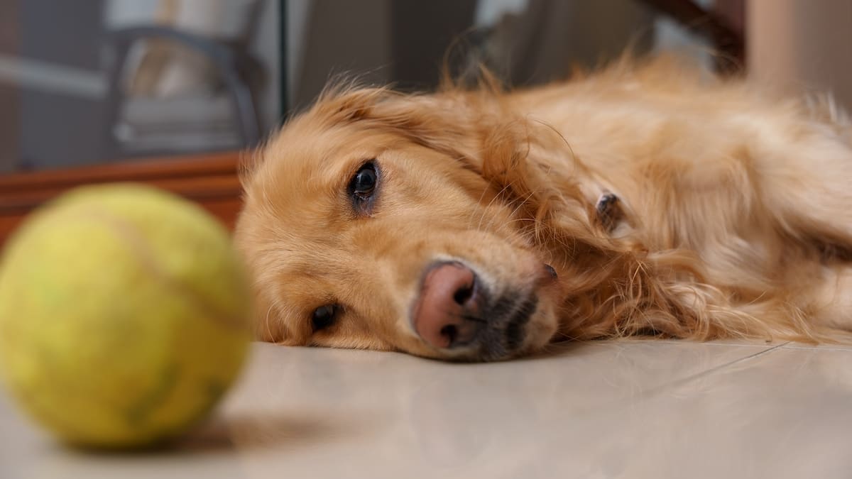 Golden retriever tennis ball sales