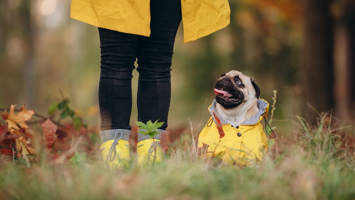 Pug Positively Sprinting on Rainy Walk Wants Everyone to See His Raincoat Parade Pets