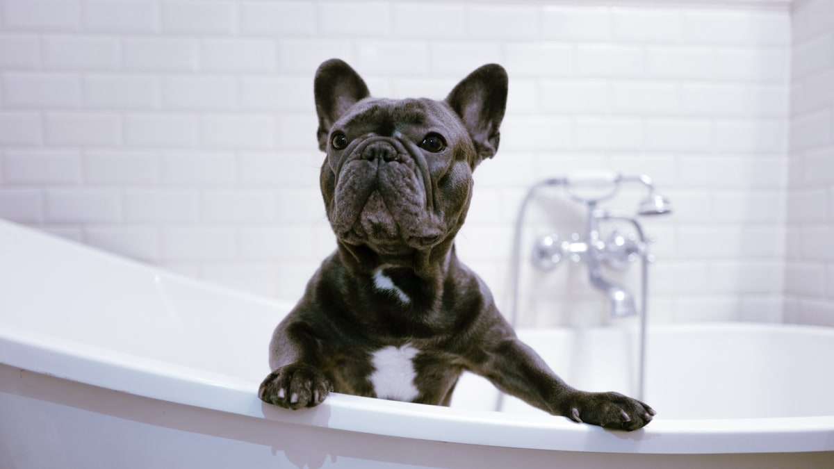 Frenchie in bathtub top