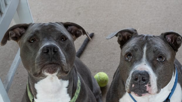 Epics pit bull rescue sales