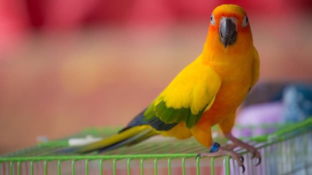 Bird shop names list