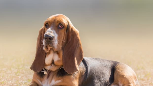 Basset hound boots sales