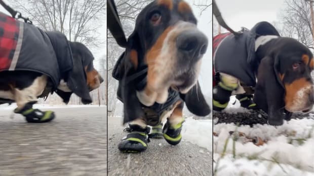 Basset hound boots clearance