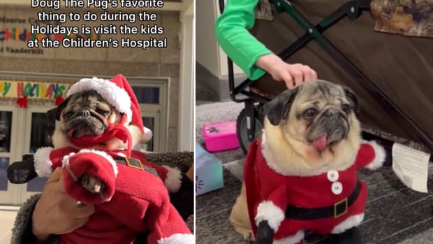 Pug Prances Around NYC in a Reindeer Costume and Stops People in