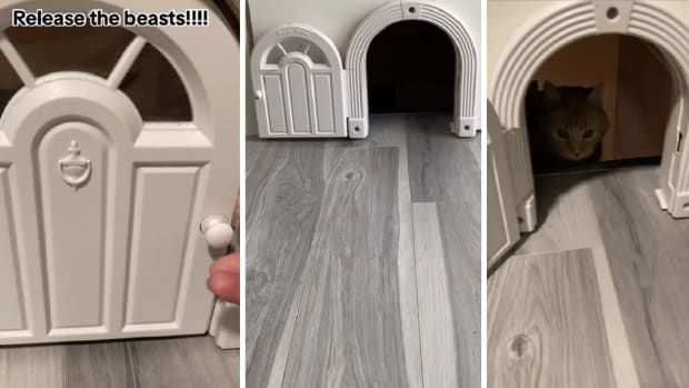 Cat door to basement online