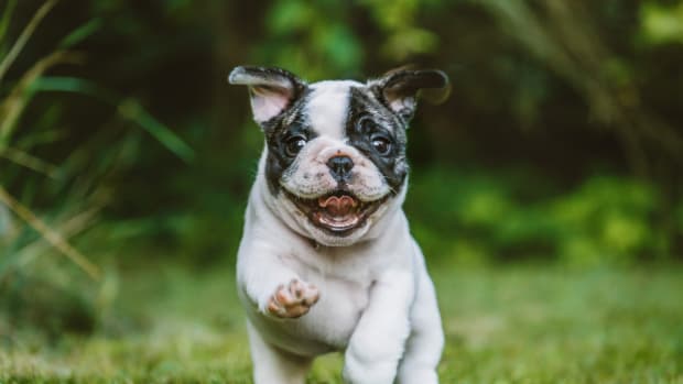 French Bulldog s Talking on Amsterdam Train Stuns Passengers