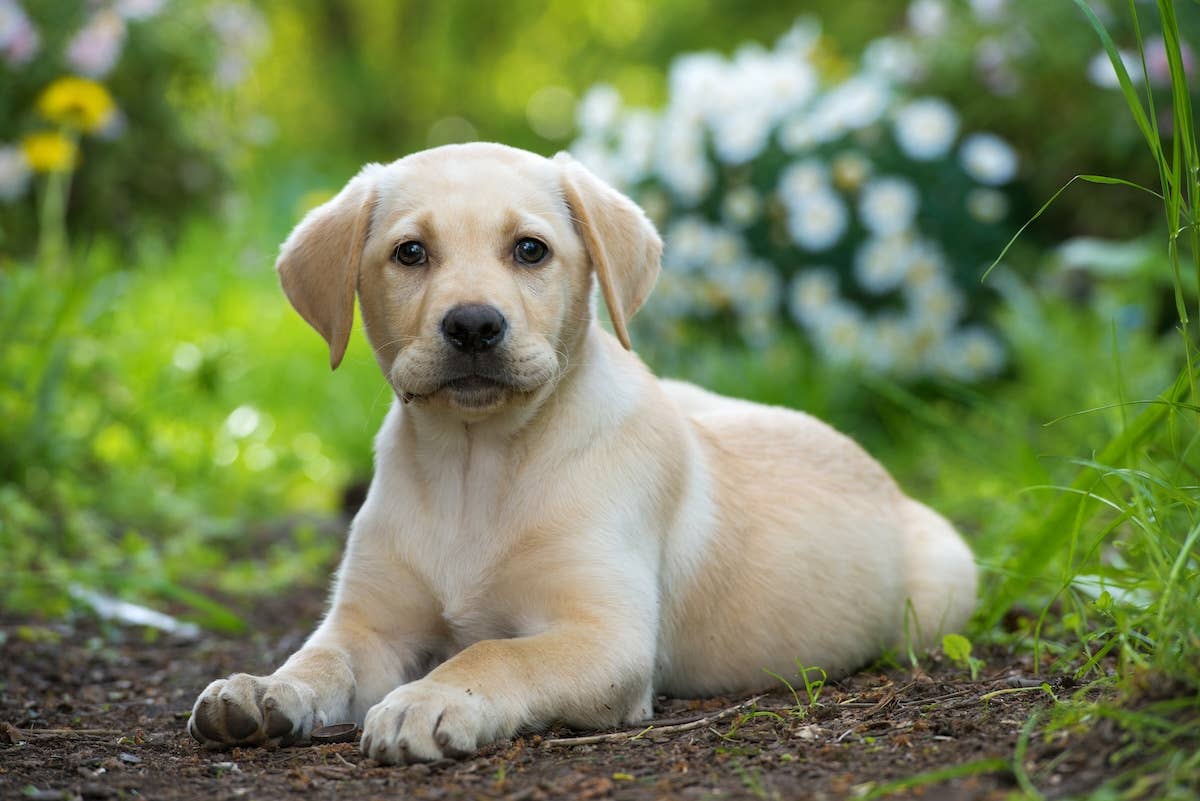 New York Islanders Hockey Team Introduces Their Brand Yellow Labrador Puppy