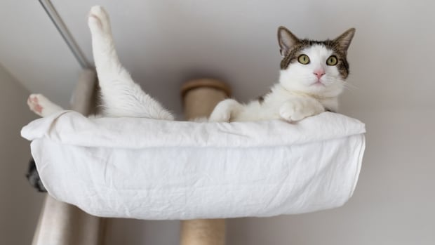 Cat climbing tree walmart cheap