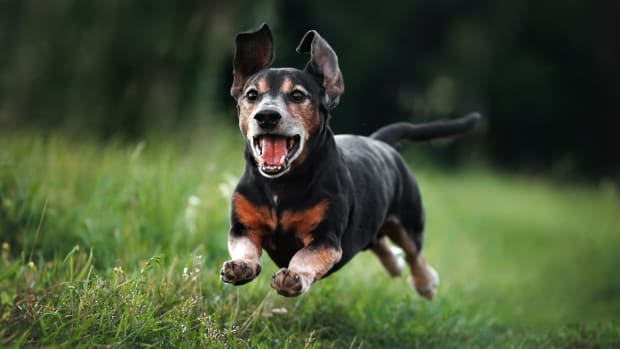 Running Sausage calido Dog