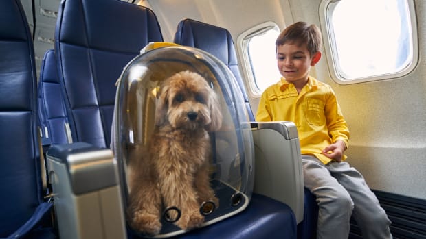 10 Best Pet Friendly Airlines 2024 Parade Pets