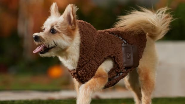 10 Best Star Wars Costumes for Dogs Parade Pets