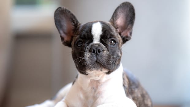 French clearance bulldog arguing